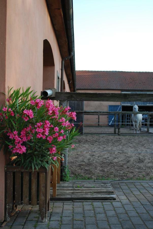 Dreetz Ferienwohnung Auf Pferdehof מראה חיצוני תמונה